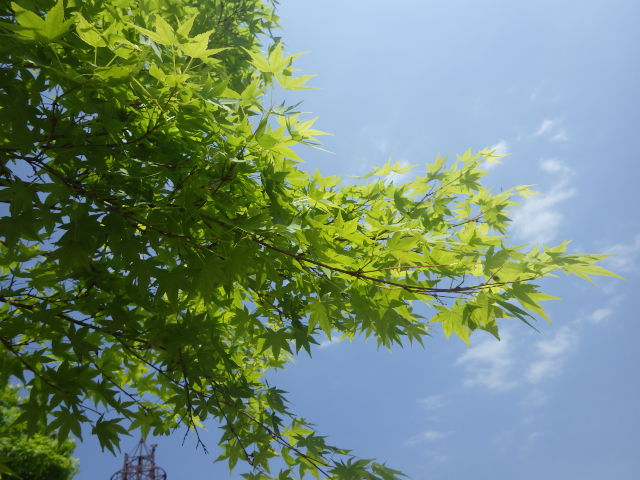 イメージ 7
