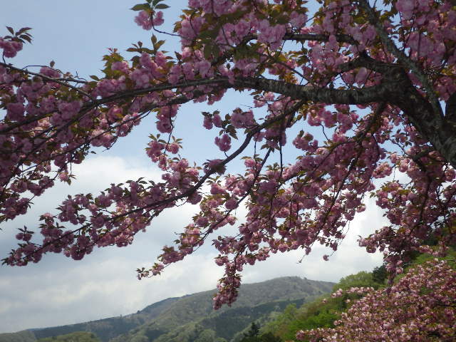 イメージ 9