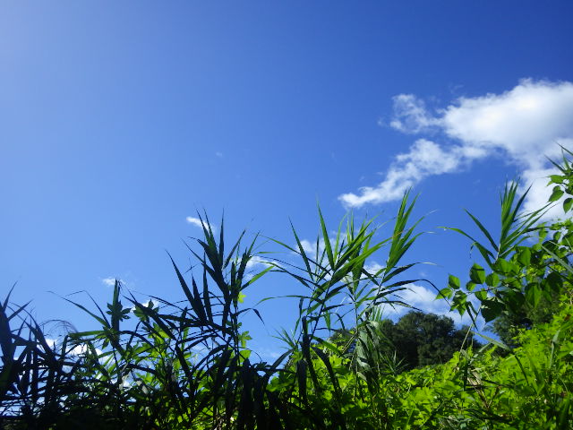 イメージ 6