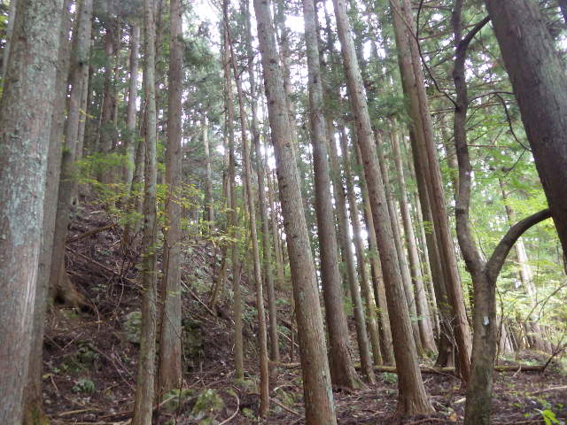イメージ 5