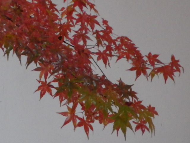 イメージ 15