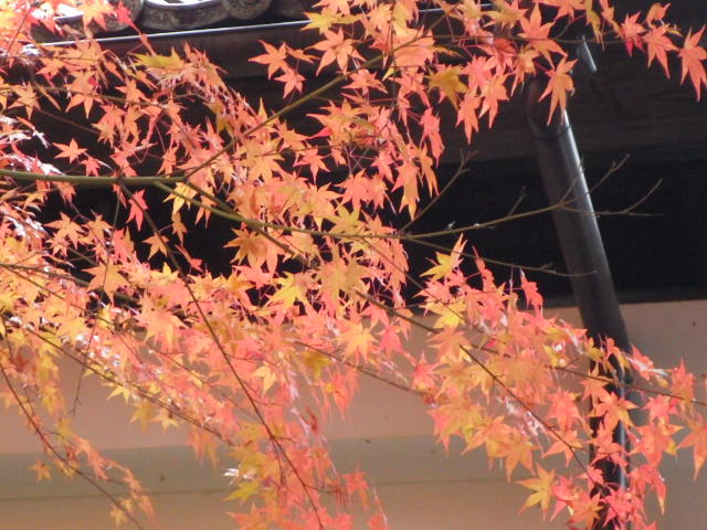 イメージ 17