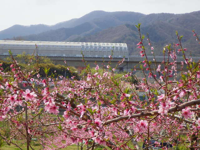 イメージ 13