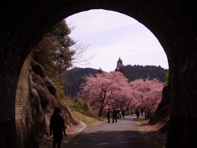 イメージ 7
