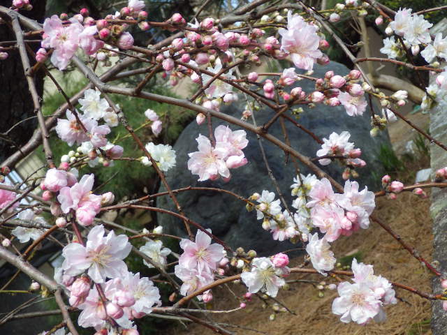 イメージ 10