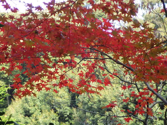 イメージ 7