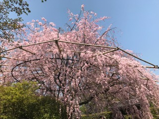 イメージ 18