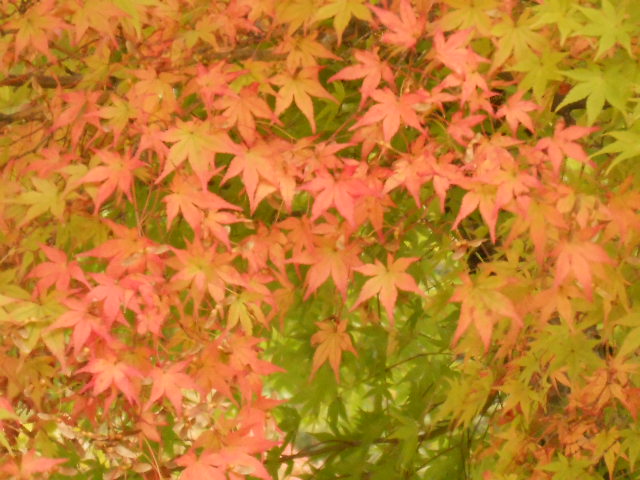 イメージ 12