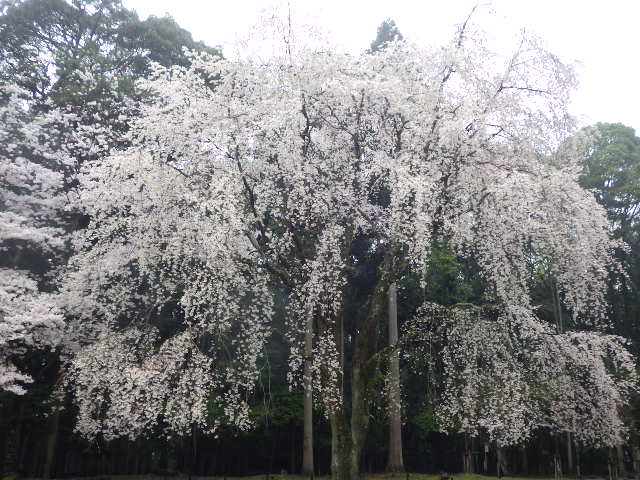 イメージ 15