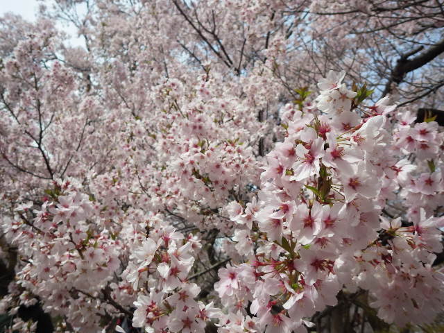 イメージ 4