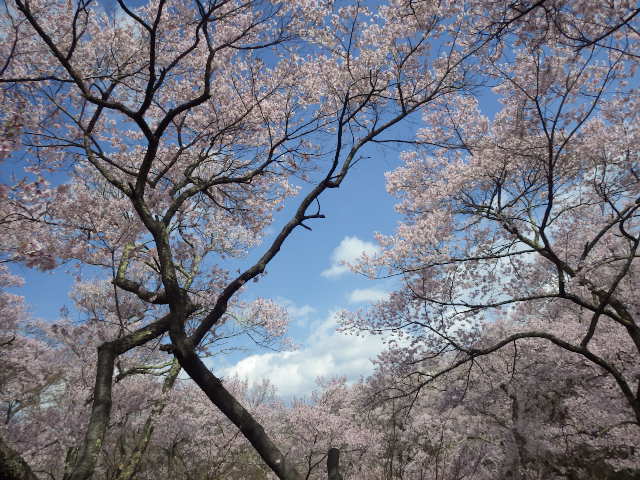 イメージ 7