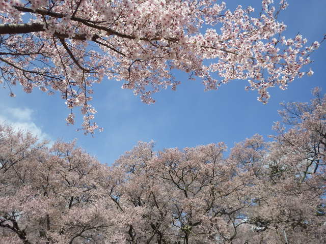 イメージ 8