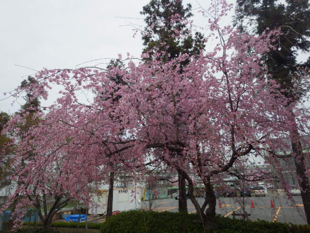 イメージ 11