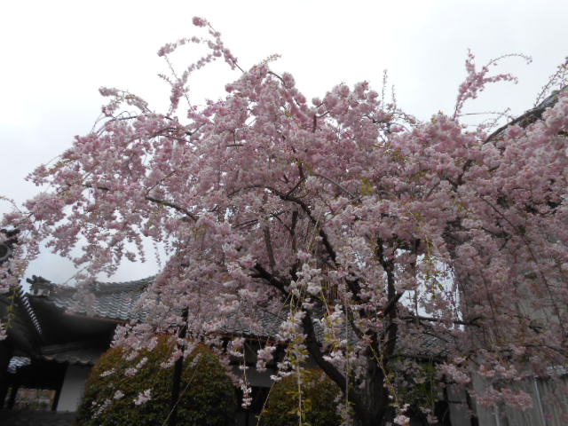 イメージ 9