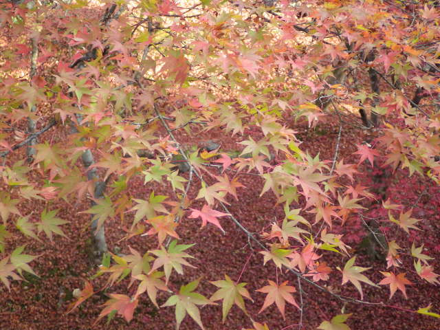 イメージ 12