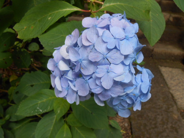 イメージ 4