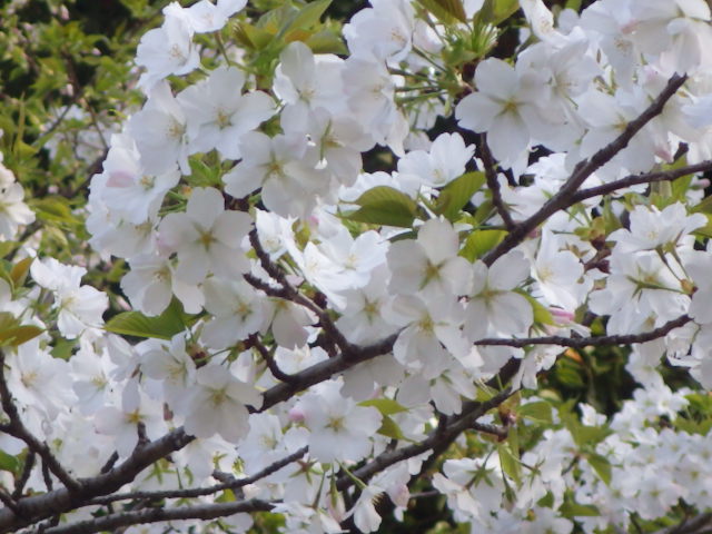 イメージ 13