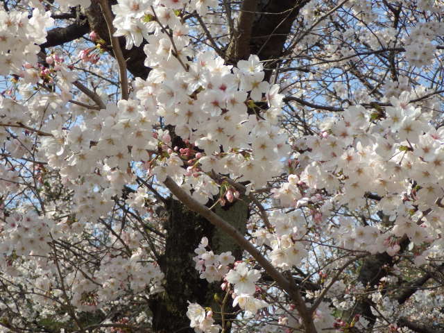イメージ 14