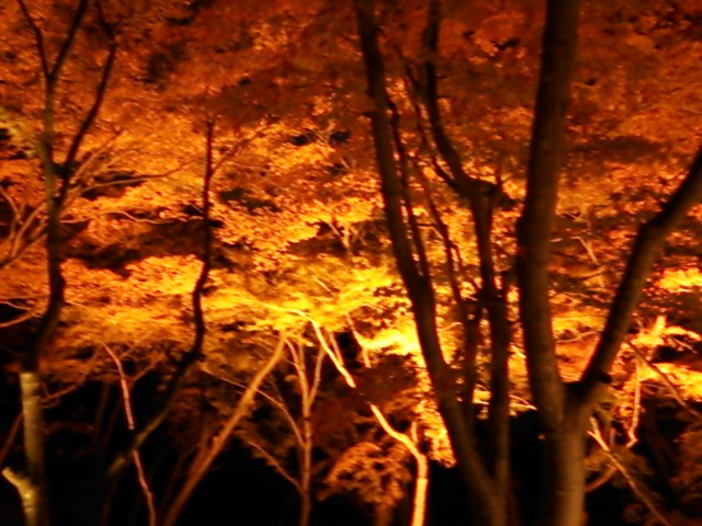 イメージ 14