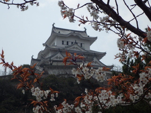 イメージ 6