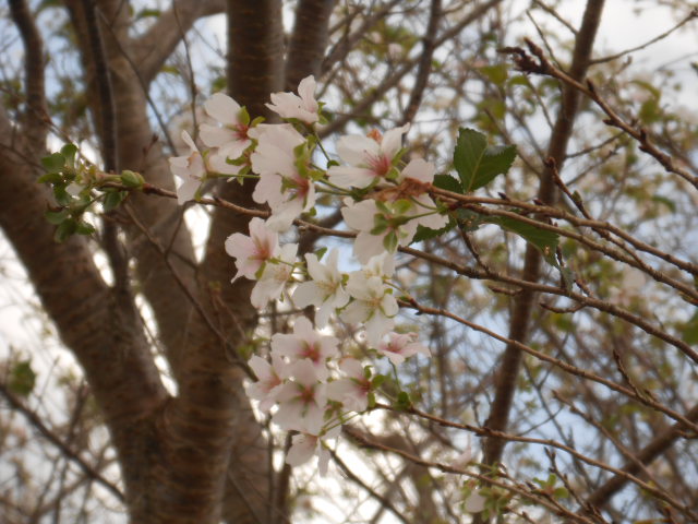 イメージ 3