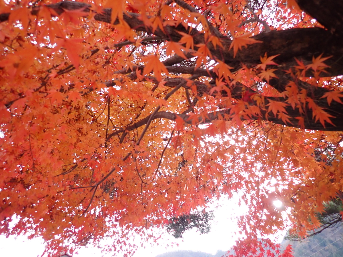 f:id:ken-goldjapan:20201213223017j:plain