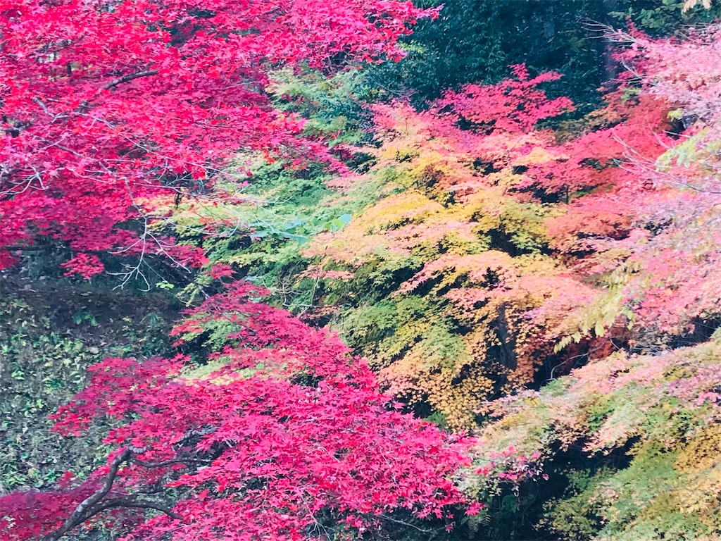 f:id:ken-goldjapan:20211121200152j:image f:id:ken-goldjapan:20211121200152j:image