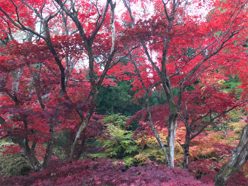 f:id:ken-goldjapan:20211121200510j:image f:id:ken-goldjapan:20211121200510j:image