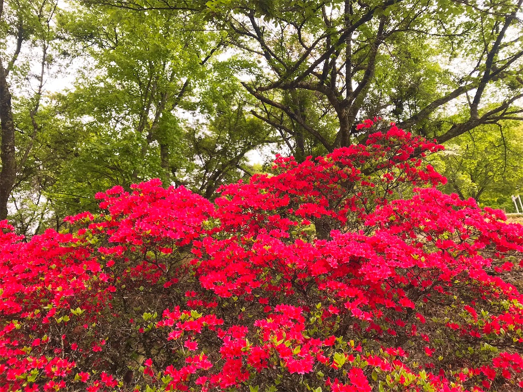 f:id:ken-goldjapan:20250511212148j:image