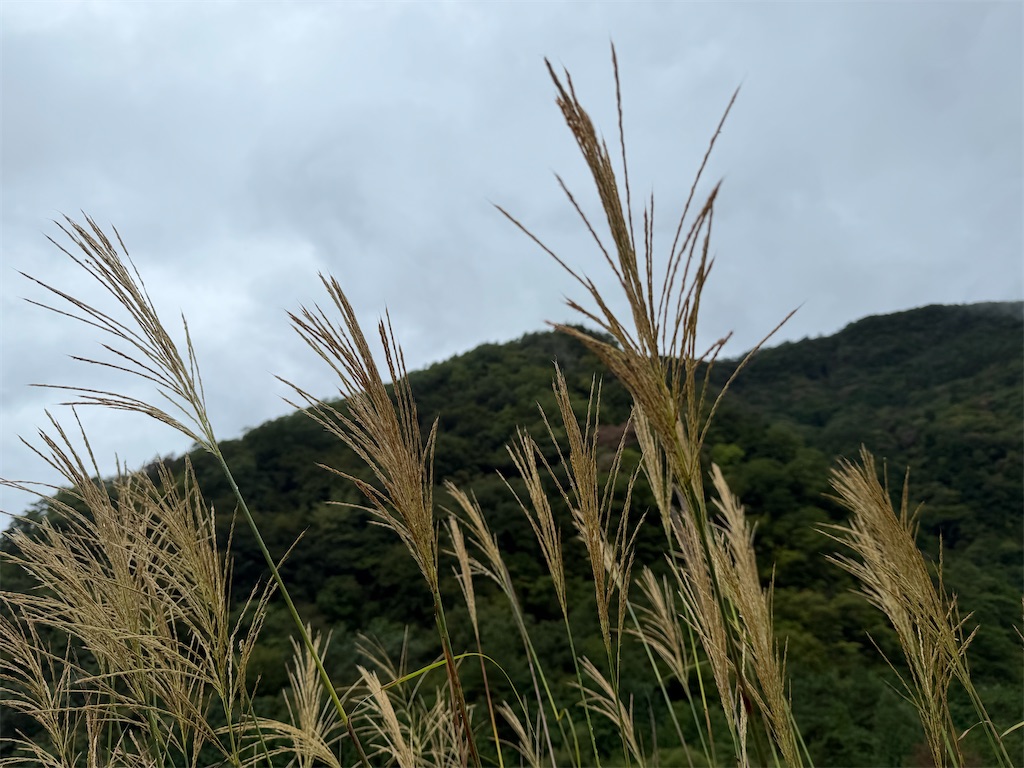f:id:ken-goldjapan:20260906211334j:image f:id:ken-goldjapan:20260906211334j:image