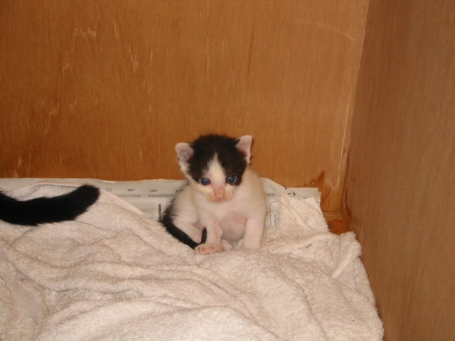 f:id:ken-itschie:20020722153459j:image