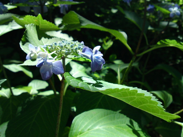 f:id:ken-itschie:20110625122145j:image