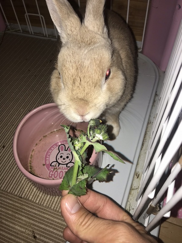 どんな草を食べるかな うちのうさぎさん Ken J S Diary