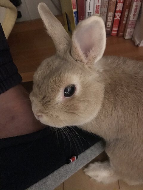 Running 記事 とペット うさぎにより負傷 老齢のぴょん吉さん まだまだ元気 Ken J S Diary
