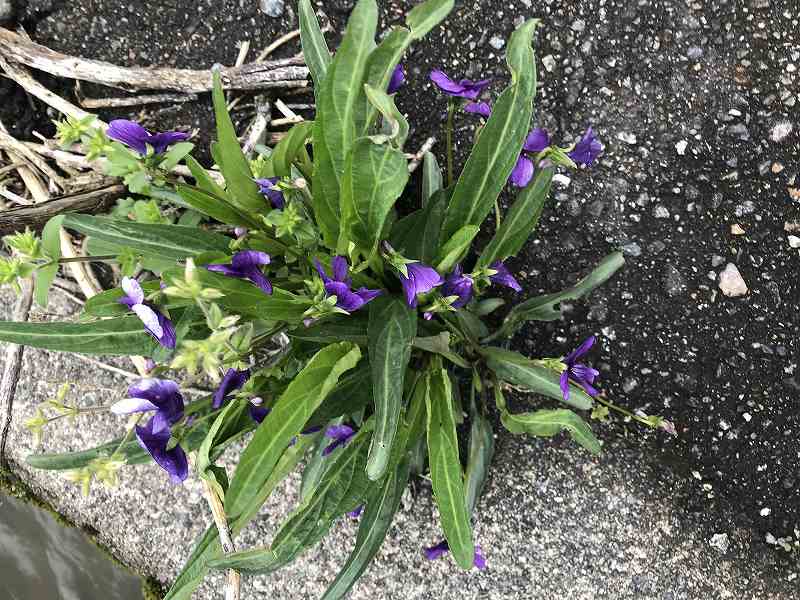 f:id:ken-j:20200422061311j:plain f:id:ken-j:20200422061311j:plain