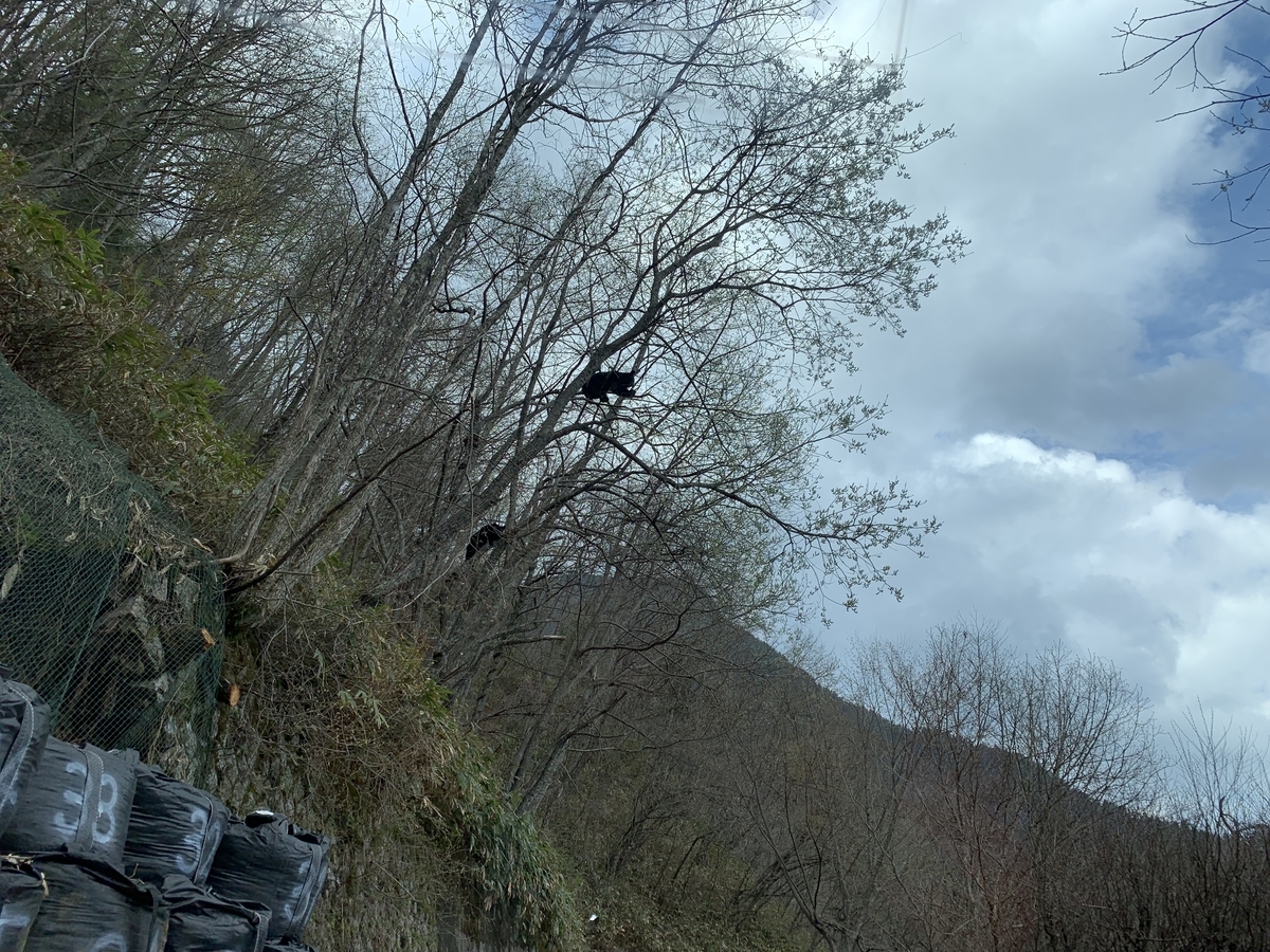 f:id:ken-shibu:20190514220703j:plain f:id:ken-shibu:20190514220703j:plain