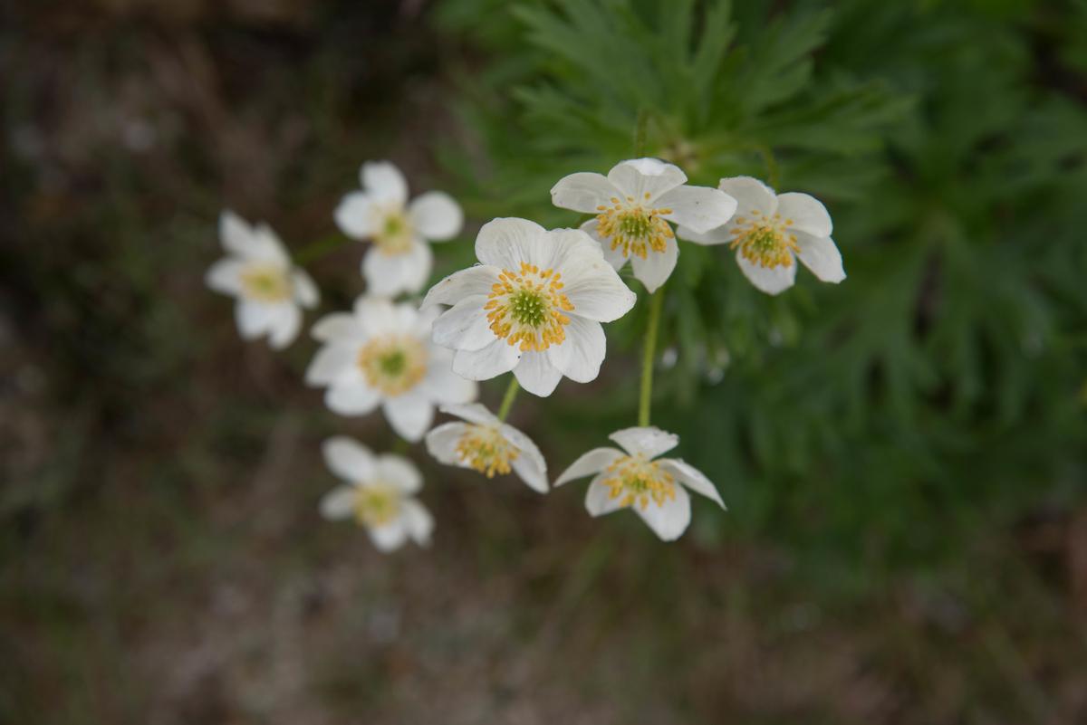 f:id:ken-shibu:20190716182320j:plain f:id:ken-shibu:20190716182320j:plain