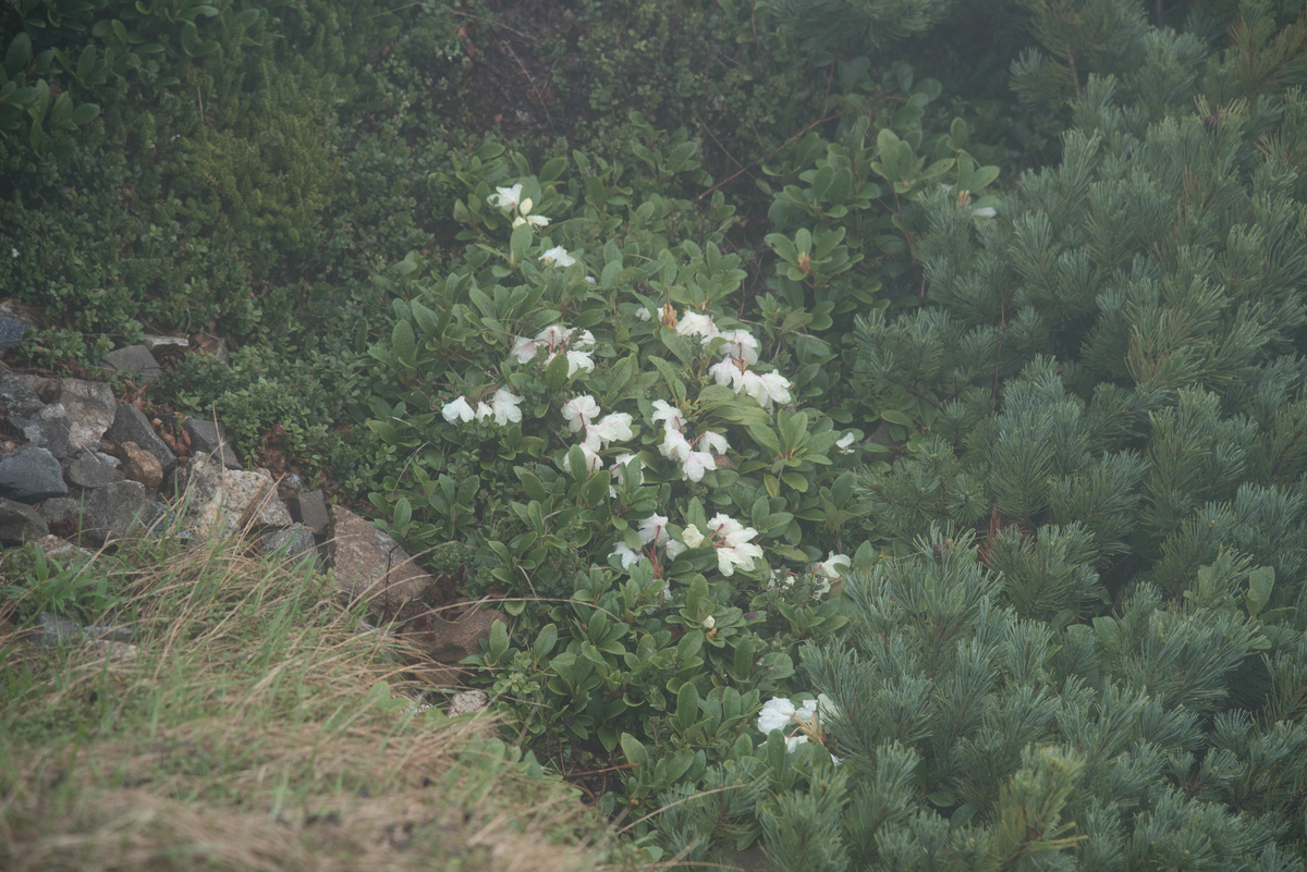 f:id:ken-shibu:20190724112616j:plain f:id:ken-shibu:20190724112616j:plain
