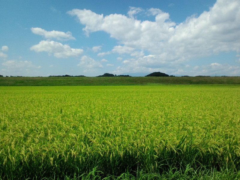 宮城 角田市 田んぼ