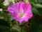 師走だが あれ朝顔か この花は #jhaiku 近縁の耐寒性のか？
