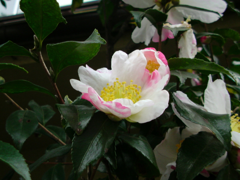 気分を変えたくていつもの道と変えてみた。ピンクの斑が入った山茶花