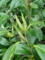 つばきの新芽。お茶に比べたら、やっぱデケェなあ。