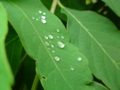夜半の雨 木の葉に残す 宝物 #haiku …むう。うまく撮れなかった。精進