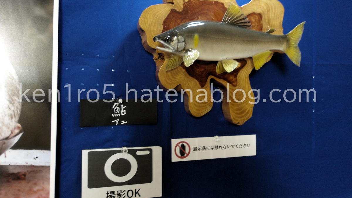アユの剥製
