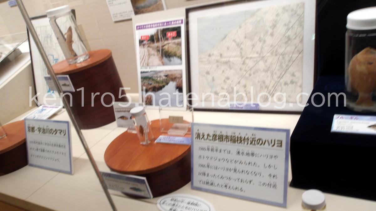 かつて彦根にいたハリヨ