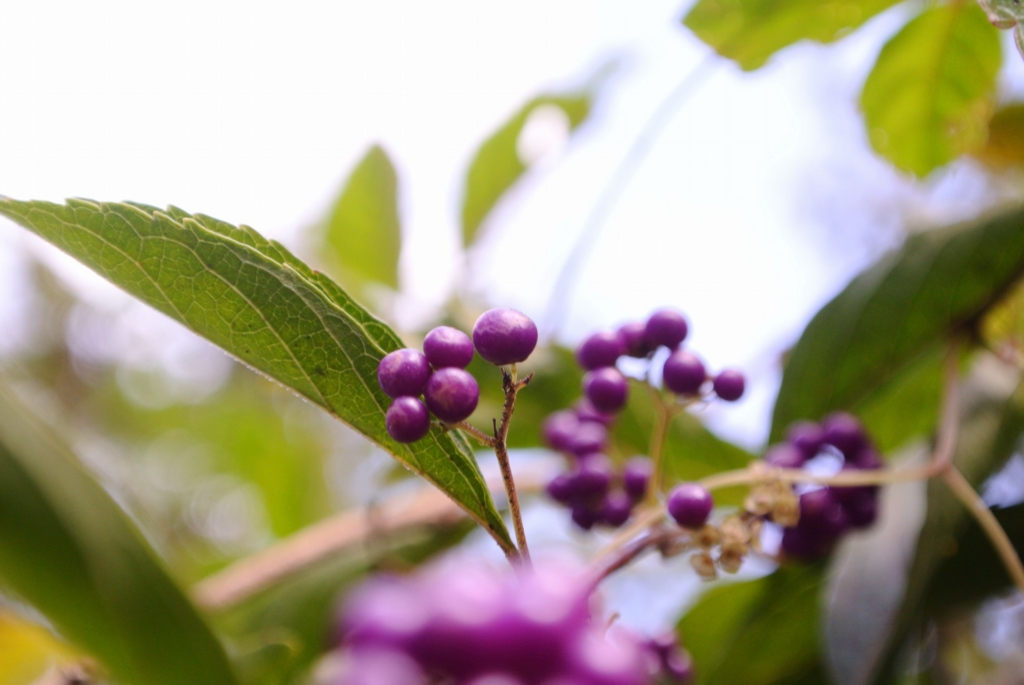 f:id:ken530000:20151004204136j:plain