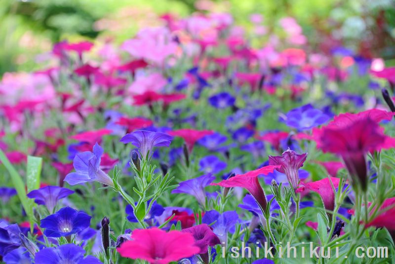 f:id:ken530000:20170719160038j:plain f:id:ken530000:20170719160038j:plain