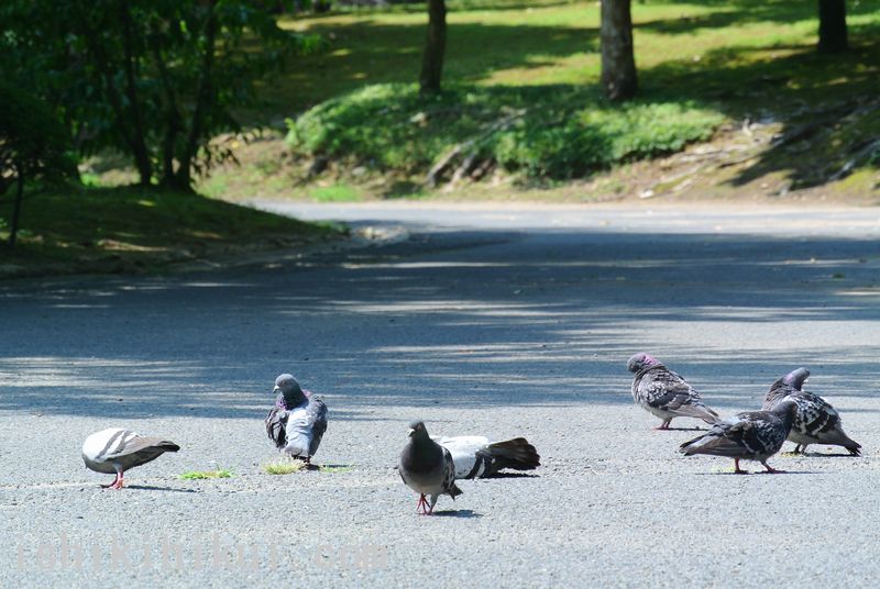 f:id:ken530000:20170719160442j:plain f:id:ken530000:20170719160442j:plain