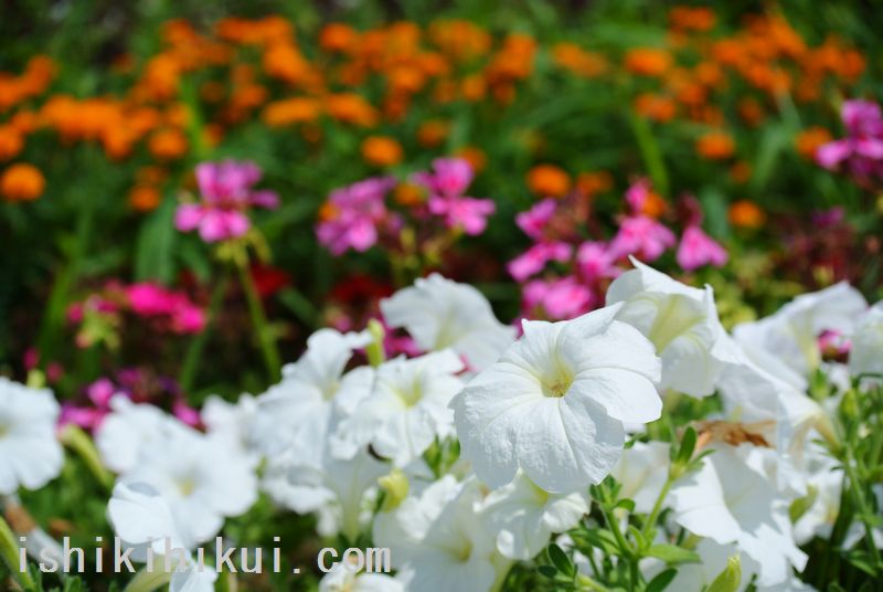 f:id:ken530000:20170719160849j:plain f:id:ken530000:20170719160849j:plain