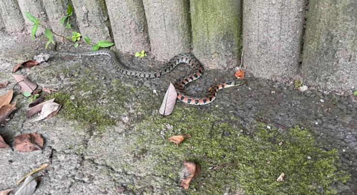 猛毒を持つヤマカガシ 毒を飛ばすって本当？ - ken741’s diary
